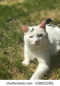 White Cat Sat In Grass