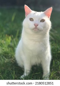 White Cat Sat In Grass Portrait