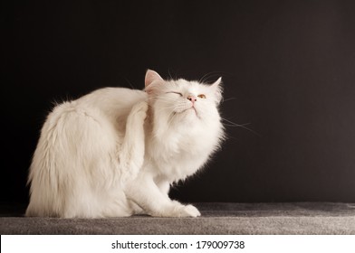 White Cat Scratching 