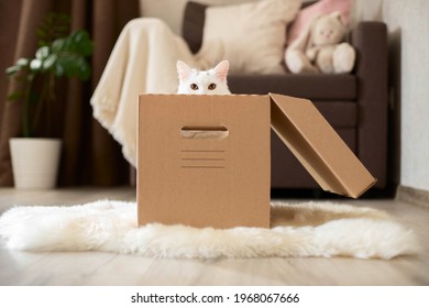 A white cat sits in a cardboard, craft box, peeking out of it. The cat plays with the children. The interior of the children's room.
