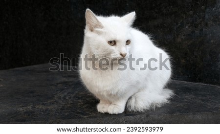 White cat sits on a marble curb on the street    