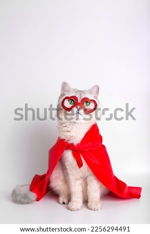 A white cat sits in a red mask in the form of hearts and a red cape.