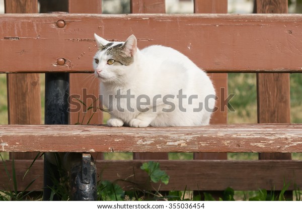 White Cat Sitting On Bench Stock Photo Edit Now 355036454