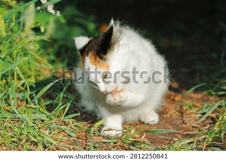 White cat is sitting on the path and licking its front paw in outdoors, front view