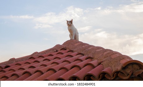 Cats On Roof Images Stock Photos Vectors Shutterstock