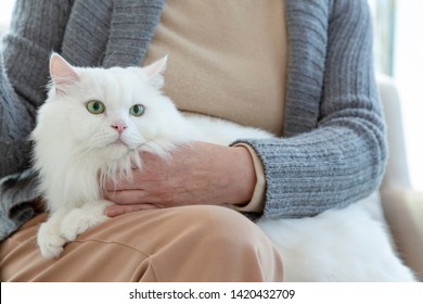 A White Cat Is Sitting On Senior Woman's Lap