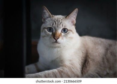 White Cat Sitting On Wooden Floor In House. Thai Cat Looking Something.