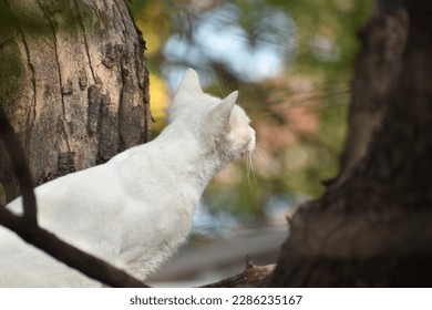 White Cat sitting in the tree