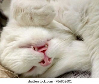 White Cat Sleeping.