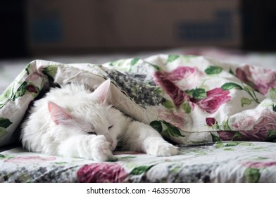 White cat is sleeping in the bed.