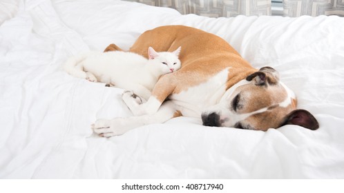 White Cat Sleeping Next To Very Large Fawn Dog