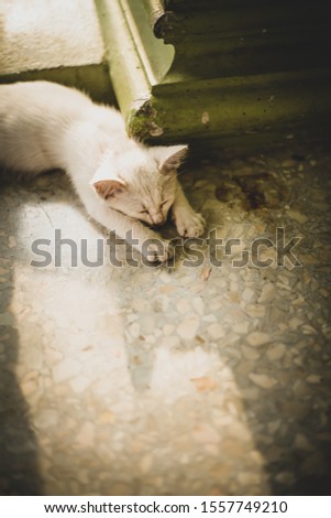 white cat sleeping on the floor with dramatic tone