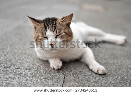 white cat sleeping on the path