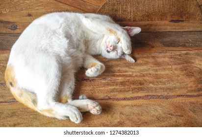 White Cat Sleeping On Wooden Sofa And Leg Shaking Her Forehead Look Like Headache,lovely Pet,so Cute Persian Cat,sleepy