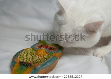 A white cat smells a gift souvenir of a colorful owl.