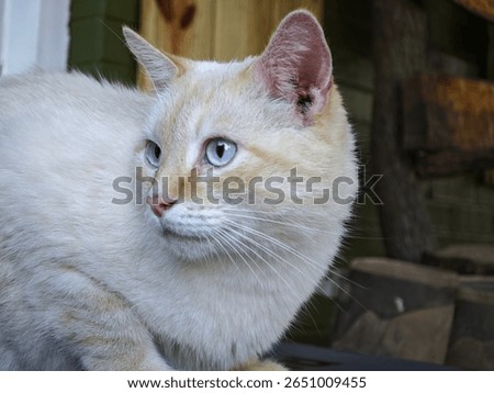 A White Cat Snooping and Sneaking on Top of a Black Box Cooler