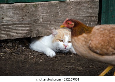 A White Cat Squeezes Out From Under A Barn, To Chase After An Unsuspecting Chicken Who Is Happily Strutting Around The Barnyard