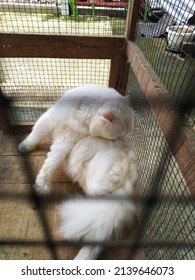 White Cat Sunbathing In The Cage