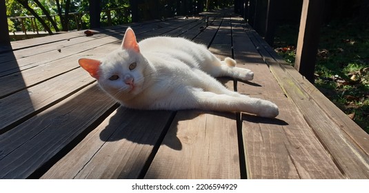 White Cat Sunbathing On Deck