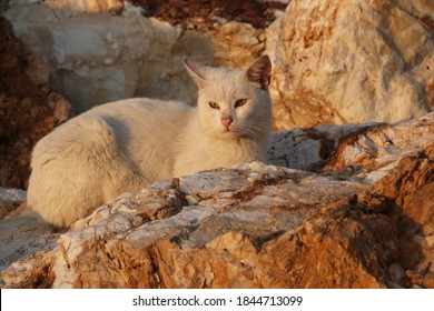 White Cat Sunbathing On The Rock