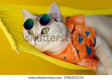 A white cat in sunglasses on its forehead and an shirt lies on a hammock, isolated on a yellow background.