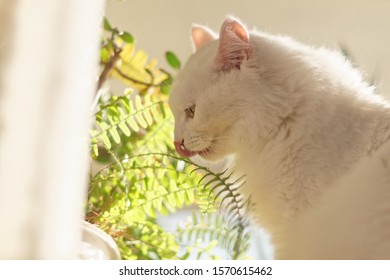 The White Cat And Tounge