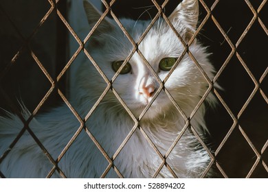 White Cat Trap And Is Stuck In A Steel Wire Netting,cage,hoping 