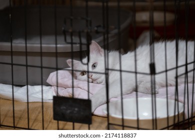 A White Cat Trapped In A Cage Is Lying On A Blanket And Looking Somewhere