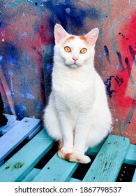 White Cat (Turkish Van - Angora Turca)