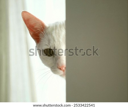 Similar – Image, Stock Photo The Hidden Cat Beautiful