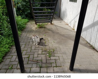 White Cat in the village - Shutterstock ID 1138965068