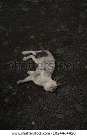 Similar – Image, Stock Photo kitten as murderer