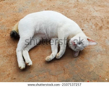 white cat who is sleeping because he is tired of playing