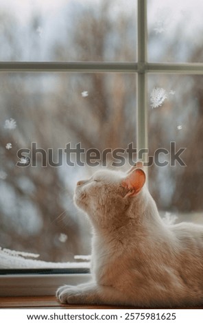 White cat at the window with snowflakes