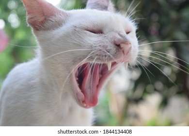 Chat Baille Images Photos Et Images Vectorielles De Stock Shutterstock