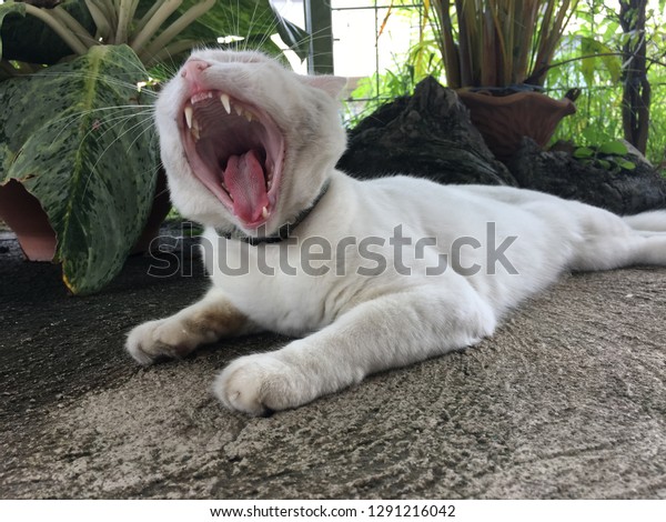 bekræft venligst billedtekst bureau White Cat Yawning On Siemens Ground Stock Photo (Edit Now) 1291216042