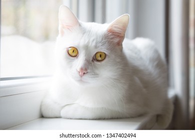 white cat yellow eyes