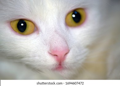 white cat with yellow eyes close-up low light - Powered by Shutterstock