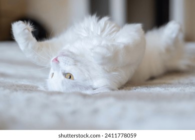 White cat with yellow eyes lying on its back, close up - Powered by Shutterstock