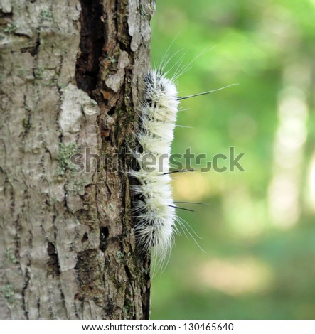White Caterpillar