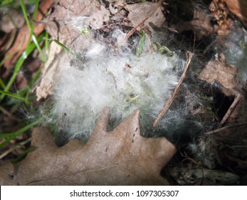 White Catkin Blossom Spring Fluff Floor Cotton Wisp Close Up Texture; Essex; England; Uk