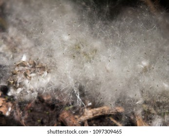 White Catkin Blossom Spring Fluff Floor Cotton Wisp Close Up Texture; Essex; England; Uk