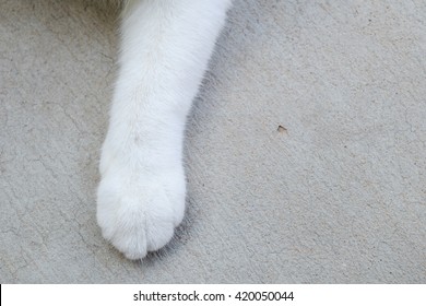 White Cats Paws Stock Photo Edit Now 420050044