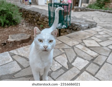 White cat's sharp eyes in Korcula, Croatia