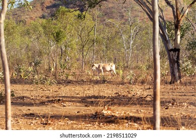 White Cattle In The Australian Bush In The Northern Territory, Australia