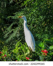 white Cattle Egret perched on hedge with red flowers