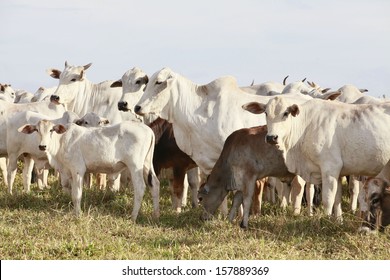 white cattle on farmland, brazil - Shutterstock ID 157889369