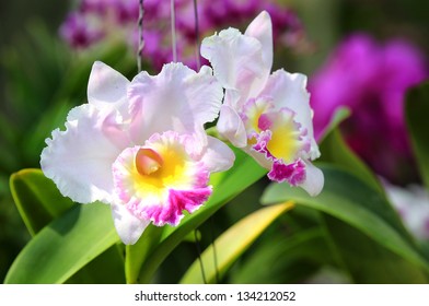 White cattleya orchid flower