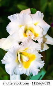 White Cattleya orchid flowers