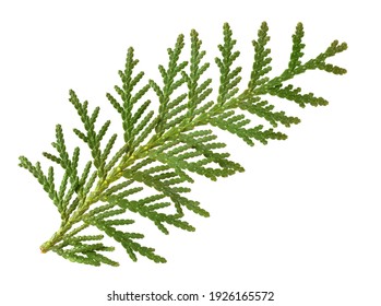 White Cedar Foliage Fragment (Thuja Occidentalis Leaves). Medicinal Plant. Isolated on White.
